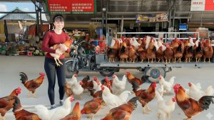 Заготовка большого количества цыплят. Везу на грузовике на рынок для продажи. Фуонг