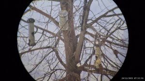 Кормушка для птиц 24.12.2025