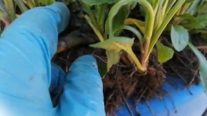 Секреты по выращиванию ромашки