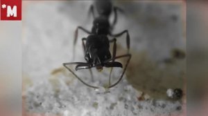 Одонтомахус симилимус. Муравьи  Капканчики. Обзор