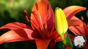 Выращивание лилий. Выбор почвы