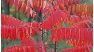 Редкие растения в саду. Шефердия. Сумах оленерогий. Черемуха виргинская