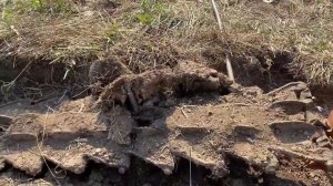 Вывезли целую ленту траков ! Металлокоп   #копметаллолома #металлоискатель