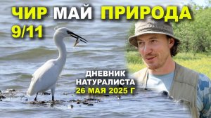 Природа Чира. 26 мая 2025 г.