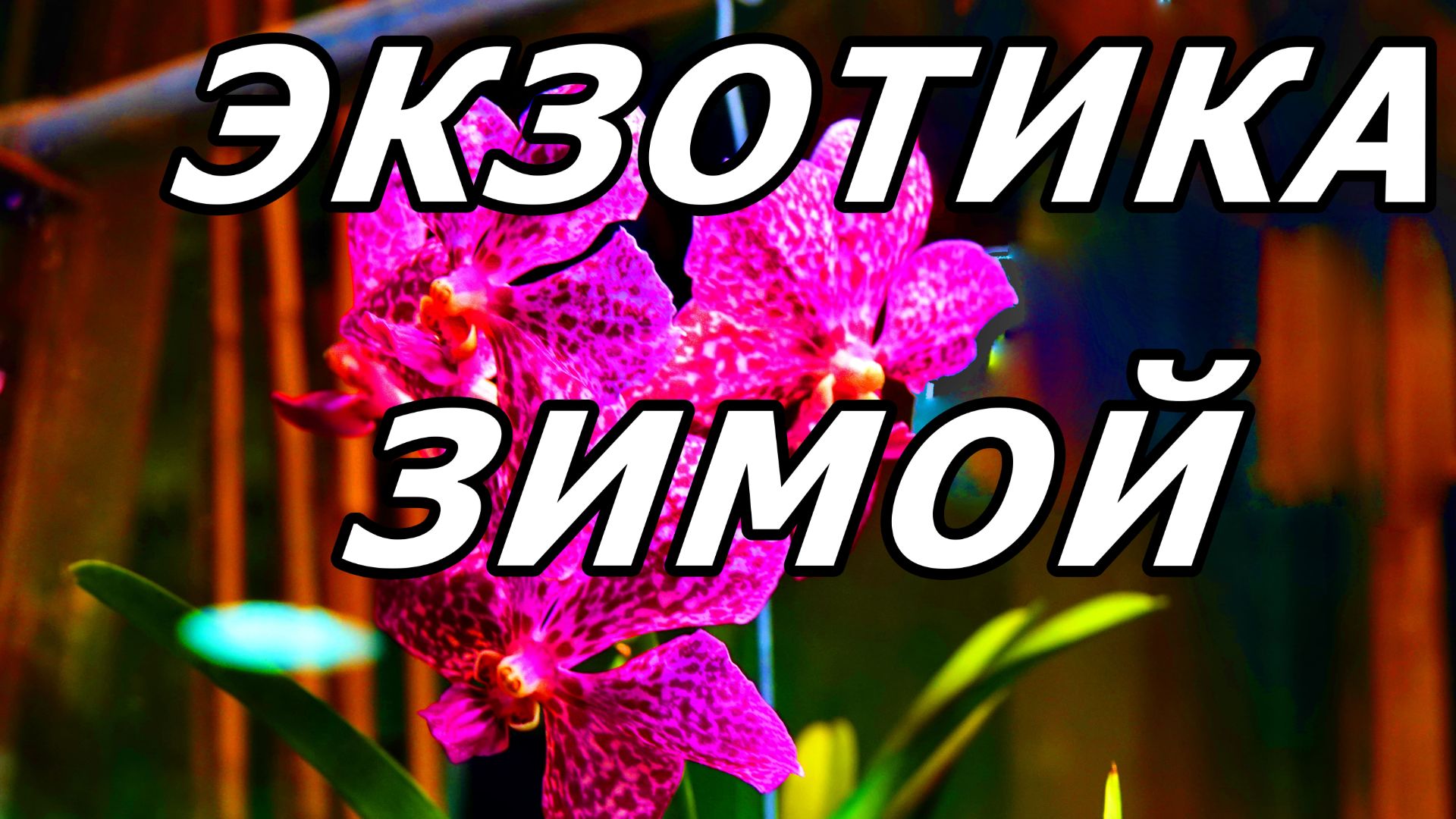 ОХ, УЖ ЭТИ ОРХИДЕИ! ОРХИДЕЙНЫЙ ФОТОСЕТ. АПТЕКАРСКИЙ ОГОРОД. МОСКВА. 17 ДЕКАБРЯ 2025 ГОДА. смотреть онлайн