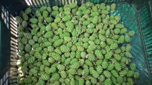 21. Сбор молодой зеленой сосновой шишки на полезный сироп