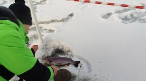 Форель на резину.