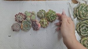 Распаковка суккулентов из Китая. 
Шикарная посылка. Излишки на продажу