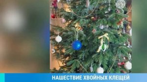 Нашествие хвойных клещей 2025