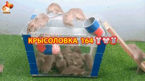 Крысоловка вариант (164) 🐀 Как сделать крысоловку своими руками и поймать кучу крыс 🐀🐁🐀
