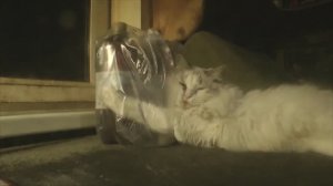 Варька не наследство! Мама оставила её вместо себя - нужно правильно понимать послания из прошлого!