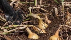 Убираем лук правильно для долгого хранения.