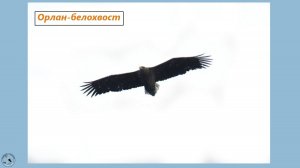 Хвост клином, крылья прямоугольником, голова маленькая - орлан-белохвост