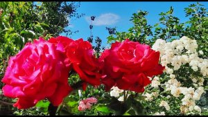 Цветы Голубицкая. Для зрительниц