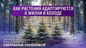 Как растения адаптируются к жизни в холоде.