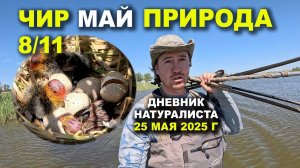 Природа Чира. 25 мая 2025 г.