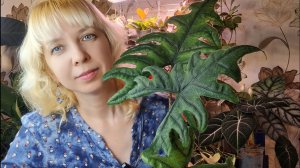 Пересадка алоказии Жаклин, какие растения переехали из цветочной комнаты