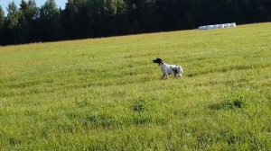 Едан.Дупель.