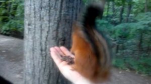 Громкая белка