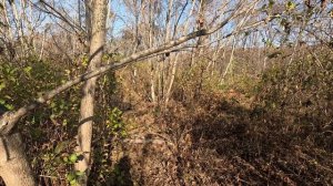 Охота на Фазана.\\ Кабан хотел напасть на меня.\\Октябрь.