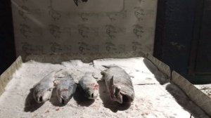 улов форели