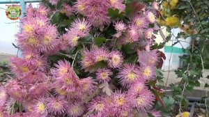 Что творится с природой? Цветы цветут не по сезону