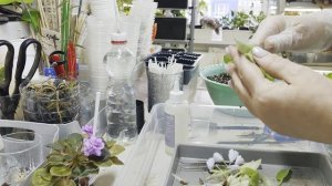 Омоложение мини фиалки путем снесения головы 🙈☘️😊🌸☘️