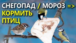 Когда птицам больше всего нужна подкормка?