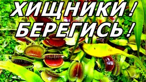 ХИЩНОЕ БОЛОТО ПОСЕТИЛА! ПАЛЬМОВАЯ ОРАНЖЕРЕЯ. АПТЕКАРСКИЙ ОГОРОД. МОСКВА.17 ДЕКАБРЯ 2025 ГОДА.