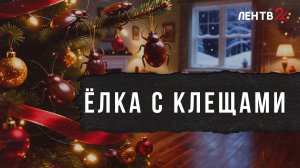 «Елочный клещ»: реальная угроза или фейк?