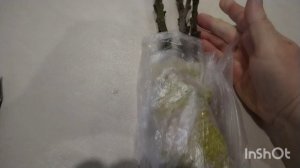 Укоренение инжира, просто и быстро. Жизнь на юге.