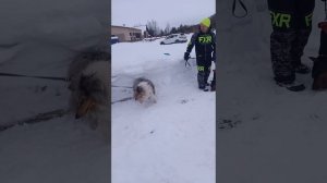 ЗКС. Кусачка. ДРЕССИРОВКА СОБАК ДЛЯ ЗАЩИТЫ. Кинолог Игорь Алтайский.