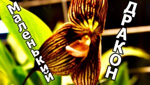 ЗДРАВСТВУЙ, МАЛЕНЬКИЙ ДРАКОН! ОРХИДЕЯ DRACULA VAMPIRA В АПТЕКАРСКОМ ОГРОДЕ . МОСКВА.17 ДЕКАБРЯ 2025