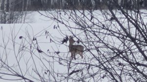 Поехали в лес за Ёлкой 🌲 косули есть, ёлок нет🤷♀️