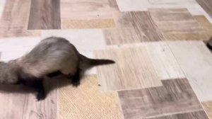 Я думаю что вы не видели как РАДУЕТСЯ ХОРЕК, Лара на седьмом небе от счастья)))?!