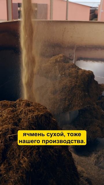Состав КОРМА для коров #фермер #корова #сельскоехозяйство #животноводство #ферма #агро смотреть онлайн