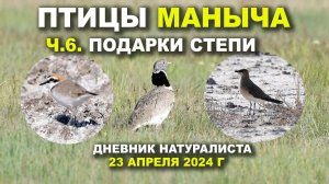 Птицы Маныча. 6-я часть. Подарки степи. Дневник 23 апр. 2024 г