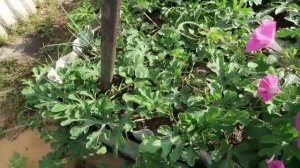 Огород. Как формировать АРБУЗЫ в открытом грунте