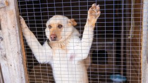 В Югре усовершенствовали систему обращения с бездомными животными