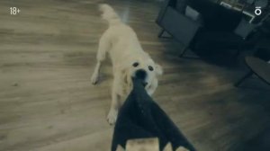 Документалка о собаке Один дома С 26 декабря в Okko