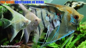 Трансформация Дантум Альбино. Необычный случай