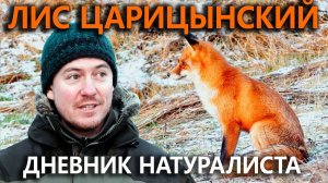 Лис Царицынский. Дневник натуралиста. 18 ноября 2023 г.