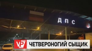 В ВОЛГОГРАДСКОЙ ОБЛАСТИ СЛУЖЕБНАЯ СОБАКА ПОМОГЛА ЗАДЕРЖАТЬ НАРКОДИЛЕРА