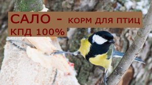 Сало для подкормки птиц