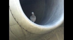 МУЗЫКА НЕБА или АВИАГОРОДОК