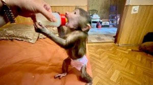 Анфиса:-Мамой клянусь, три дня не ела!»