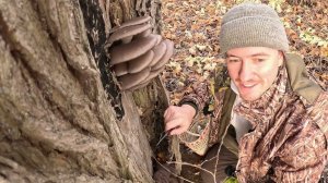 Грибы Вёшенки. Дневник натуралиста, 7 ноября 2023 г.