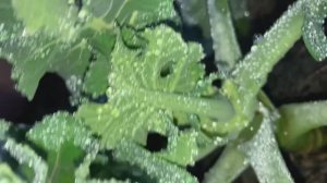 20 декабря, а эксперимент на участке продолжается.