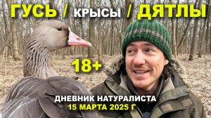 Дневник натуралиста. 15 марта 2025 г. Крысы. Дятлы. Гусь и Утки.