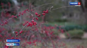 В Крыму в середине декабря расцвели подснежники